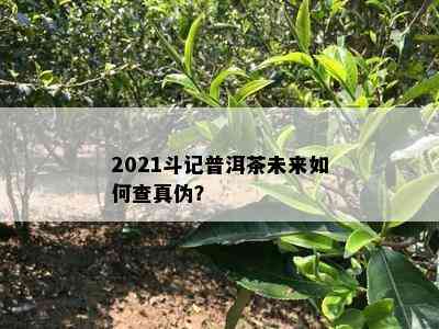 2021斗记普洱茶未来如何查真伪？