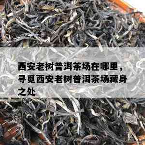 西安老树普洱茶场在哪里，寻觅西安老树普洱茶场藏身之处