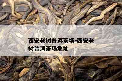 西安老树普洱茶场-西安老树普洱茶场地址