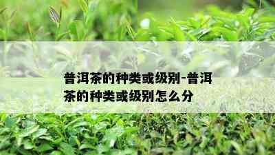 普洱茶的种类或级别-普洱茶的种类或级别怎么分