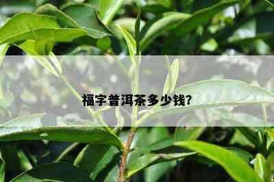 福字普洱茶多少钱？