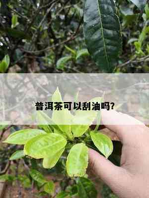 普洱茶可以刮油吗？