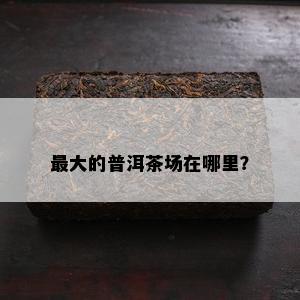 更大的普洱茶场在哪里？