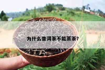 为什么普洱茶不能蒸茶？