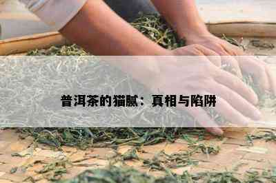 普洱茶的猫腻：真相与陷阱