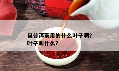 包普洱茶用的什么叶子啊？叶子叫什么？