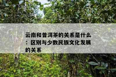 云南和普洱茶的关系是什么：区别与少数民族文化发展的关系