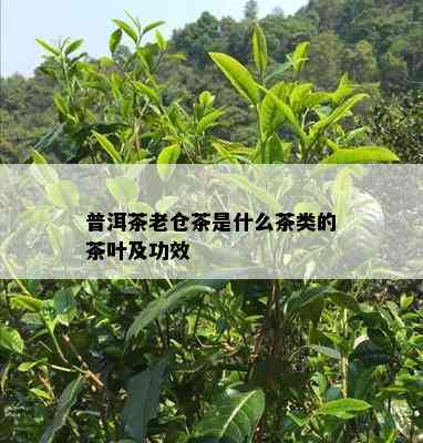 普洱茶老仓茶是什么茶类的茶叶及功效