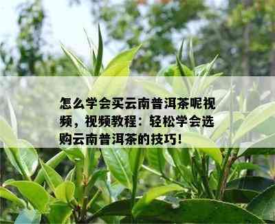 怎么学会买云南普洱茶呢视频，视频教程：轻松学会选购云南普洱茶的技巧！