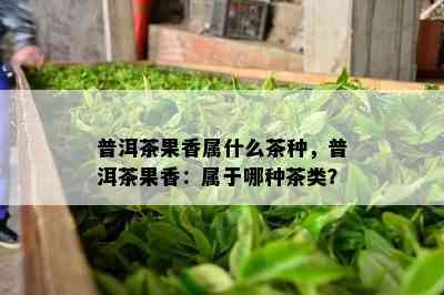 普洱茶果香属什么茶种，普洱茶果香：属于哪种茶类？