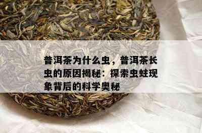 普洱茶为什么虫，普洱茶长虫的原因揭秘：探索虫蛀现象背后的科学奥秘