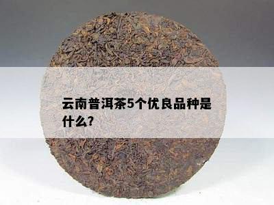 云南普洱茶5个优良品种是什么？