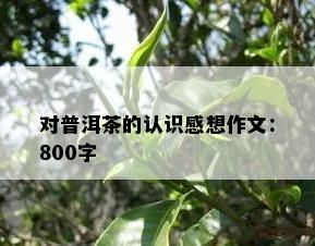 对普洱茶的认识感想作文：800字