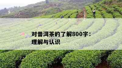 对普洱茶的了解800字：理解与认识