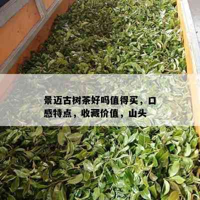 景迈古树茶好吗值得买，口感特点，收藏价值，山头