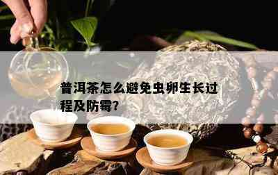 普洱茶怎么避免虫卵生长过程及防霉？