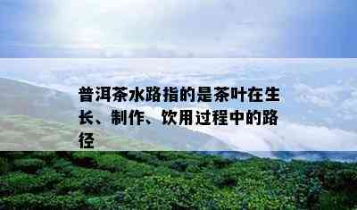 普洱茶水路指的是茶叶在生长、制作、饮用过程中的路径