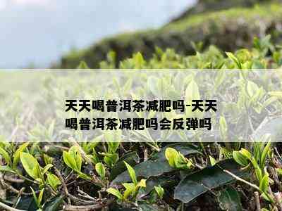 天天喝普洱茶减肥吗-天天喝普洱茶减肥吗会反弹吗