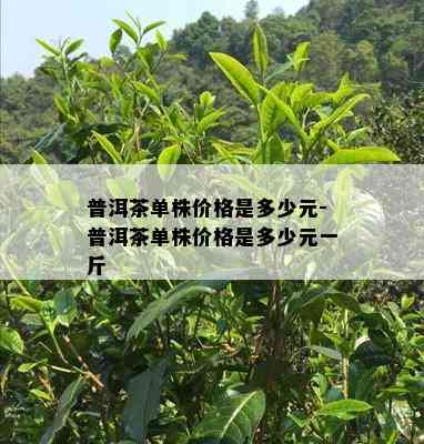 普洱茶单株价格是多少元-普洱茶单株价格是多少元一斤