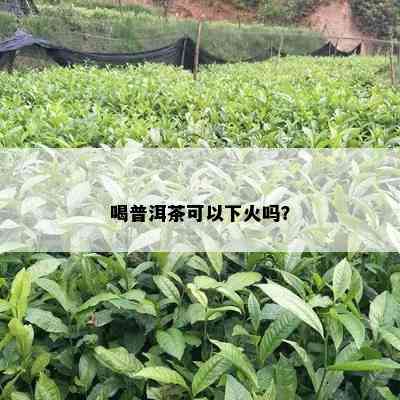 喝普洱茶可以下火吗？