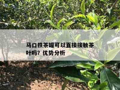 马口铁茶罐可以直接接触茶叶吗？优势分析