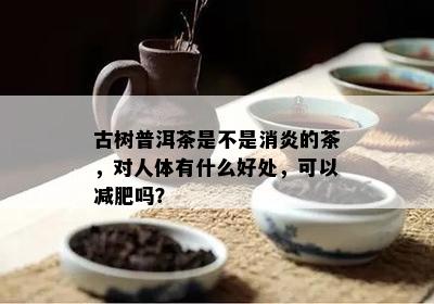 古树普洱茶是不是消炎的茶，对人体有什么好处，可以减肥吗？