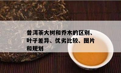 普洱茶大树和乔木的区别、叶子差异、优劣比较、图片和规划