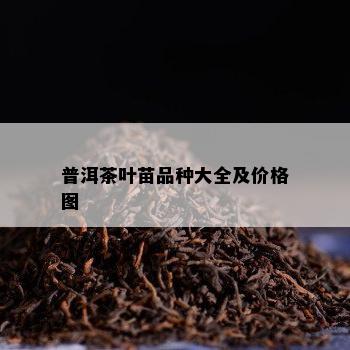 普洱茶叶苗品种大全及价格图