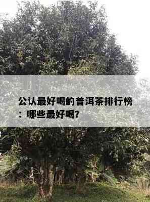 公认更好喝的普洱茶排行榜：哪些更好喝？