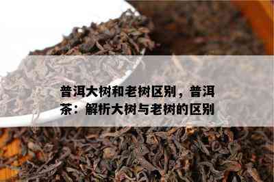 普洱大树和老树区别，普洱茶：解析大树与老树的区别