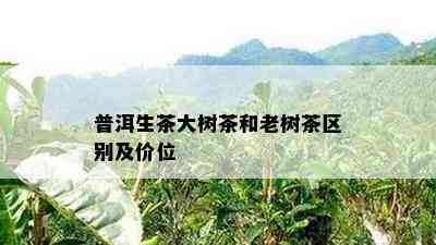 普洱生茶大树茶和老树茶区别及价位