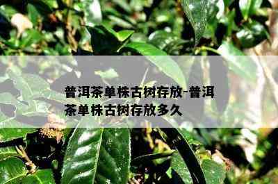 普洱茶单株古树存放-普洱茶单株古树存放多久