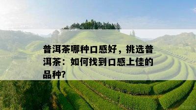 普洱茶哪种口感好，挑选普洱茶：如何找到口感上佳的品种？