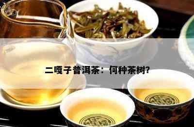 二嘎子普洱茶：何种茶树？