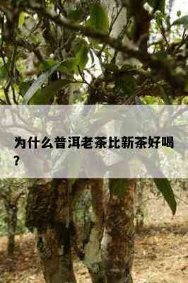 为什么普洱老茶比新茶好喝？