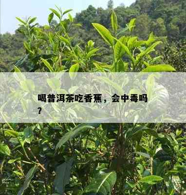 喝普洱茶吃香蕉，会中吗？