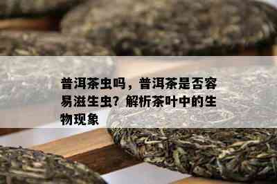 普洱茶虫吗，普洱茶是否容易滋生虫？解析茶叶中的生物现象