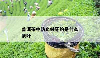 普洱茶中防止蛀牙的是什么茶叶