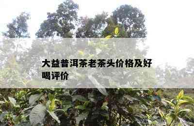 大益普洱茶老茶头价格及好喝评价