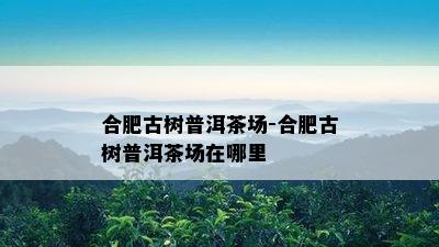 合肥古树普洱茶场-合肥古树普洱茶场在哪里