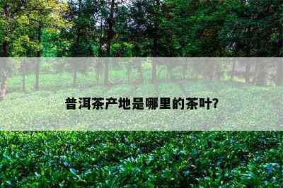 普洱茶产地是哪里的茶叶？