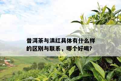 普洱茶与滇红具体有什么样的区别与联系，哪个好喝？