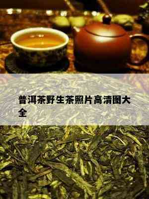 普洱茶野生茶照片高清图大全