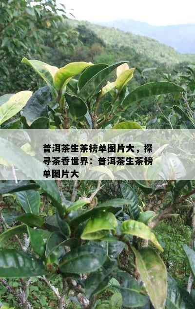 普洱茶生茶榜单图片大，探寻茶香世界：普洱茶生茶榜单图片大