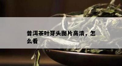 普洱茶叶芽头图片高清，怎么看