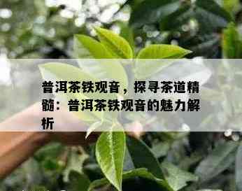 普洱茶铁观音，探寻茶道精髓：普洱茶铁观音的魅力解析