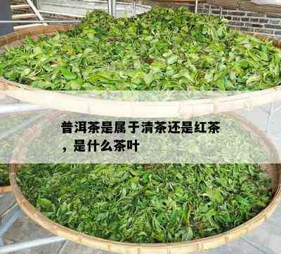 普洱茶是属于清茶还是红茶，是什么茶叶