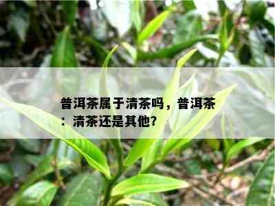 普洱茶属于清茶吗，普洱茶：清茶还是其他？