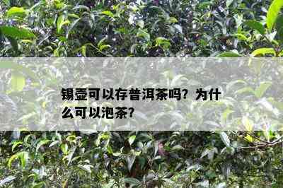 锡壶可以存普洱茶吗？为什么可以泡茶？