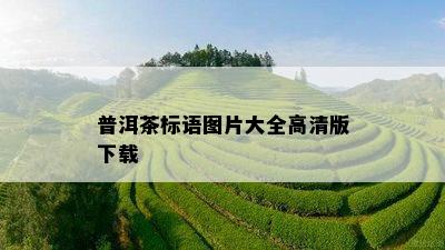 普洱茶标语图片大全高清版下载